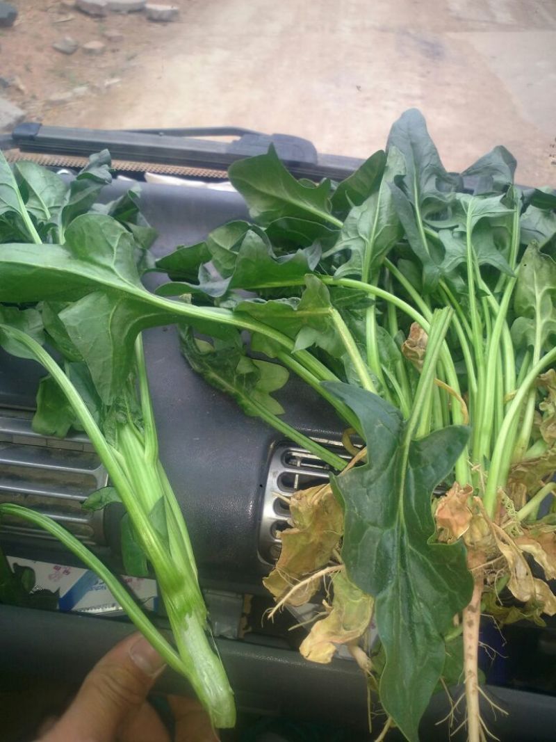 越冬菠菜35~40厘米