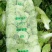 青杂三号白菜4~6斤净菜