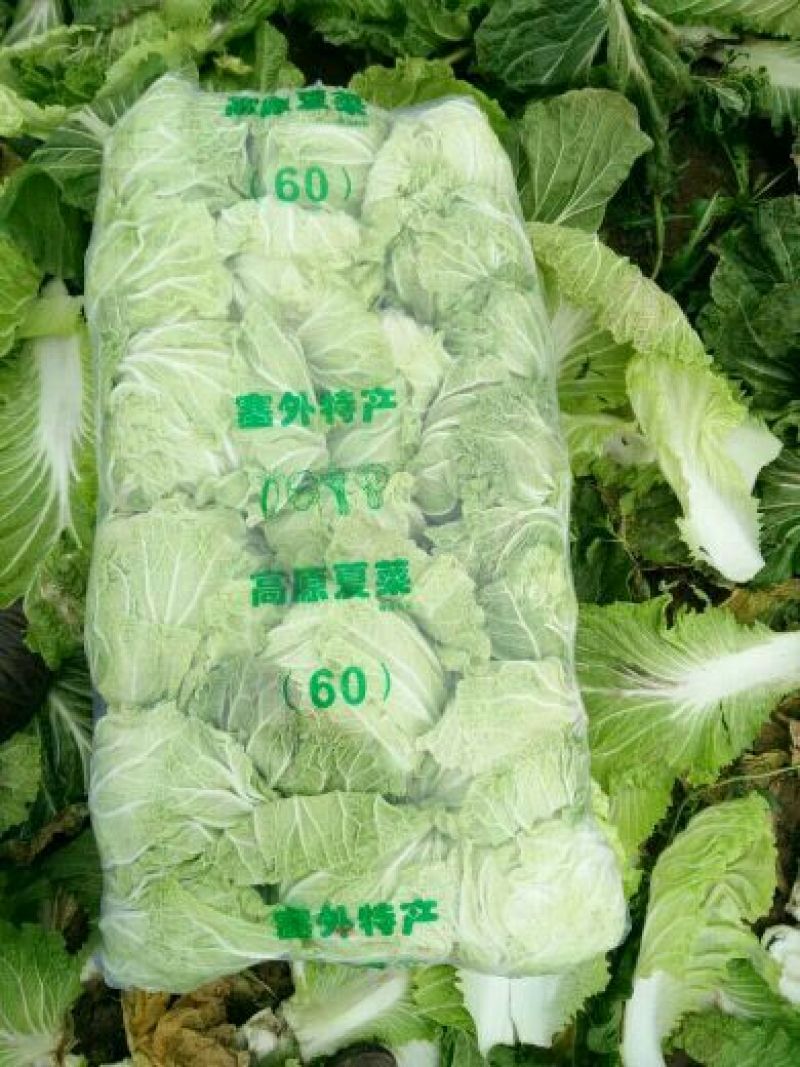 青杂三号白菜4~6斤净菜