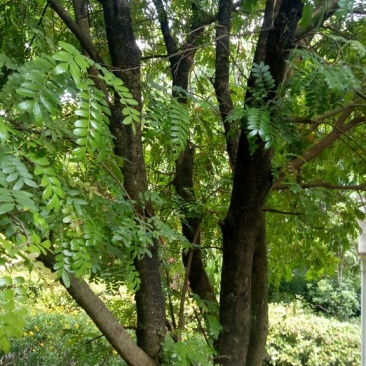 清香木