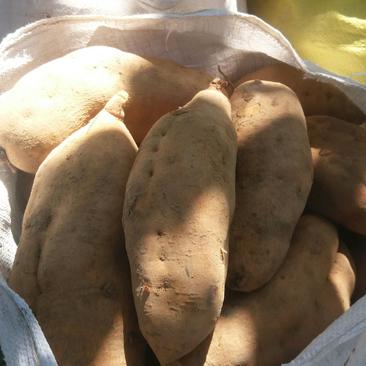 北京553红薯商品薯黄心3两以上大量有货