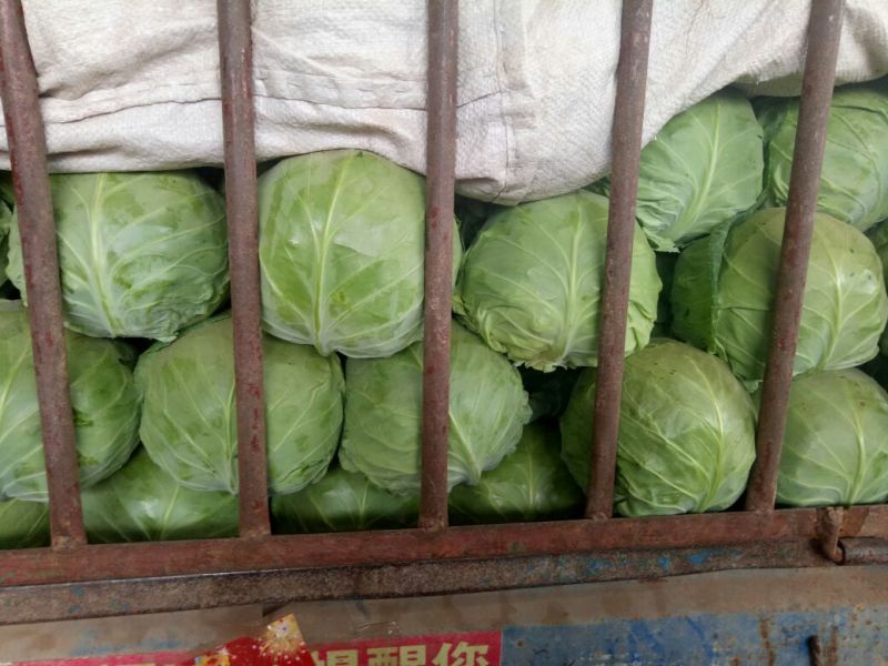 绿甘蓝1~2公斤精品