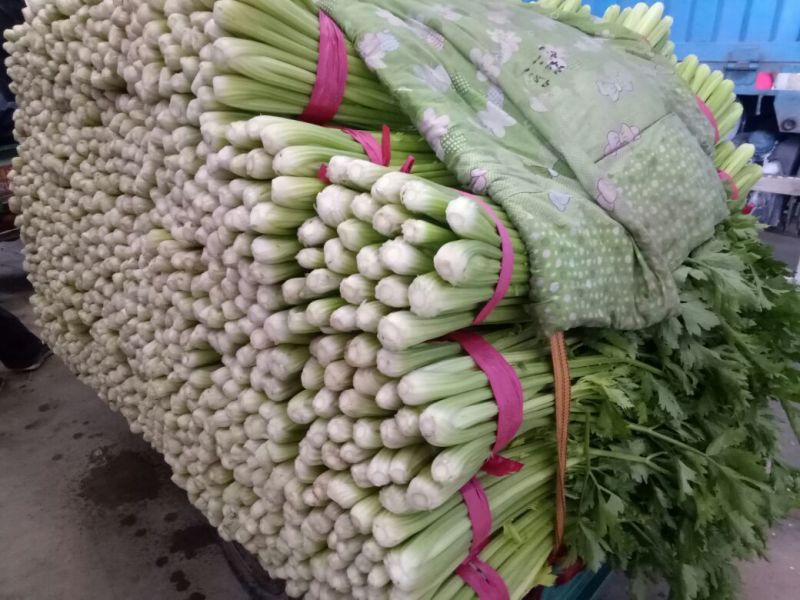 西芹60cm以上