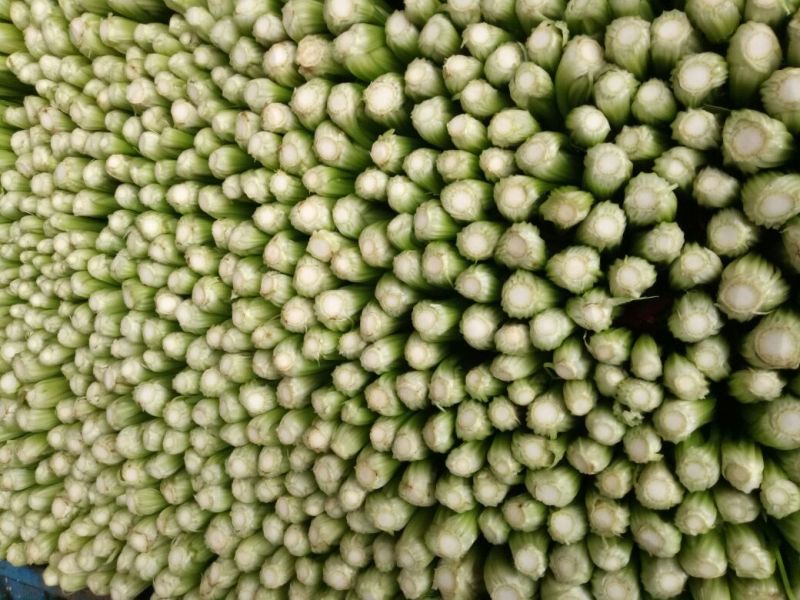 西芹60cm以上
