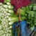 西芹60cm以上