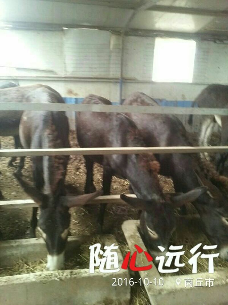 黑驴400~500斤