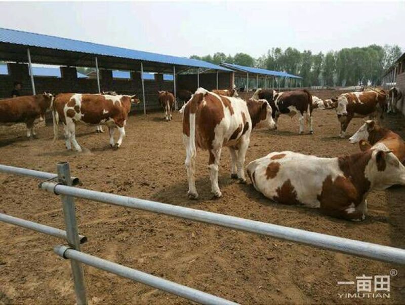 伏虎山肉牛养殖场常年出售良种肉牛！