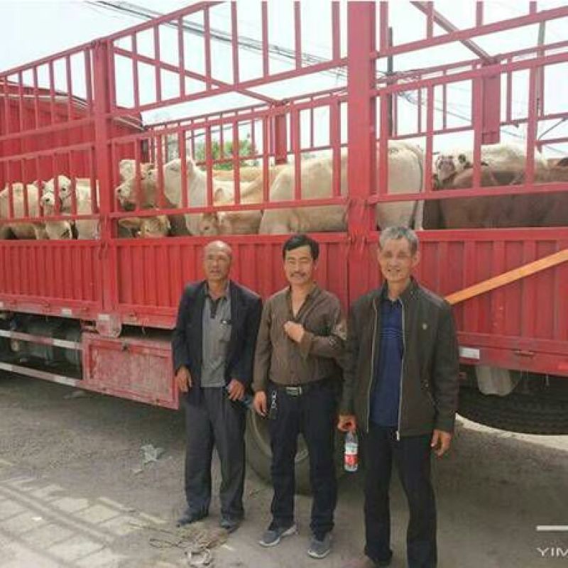 伏虎山肉牛养殖场常年出售良种肉牛！