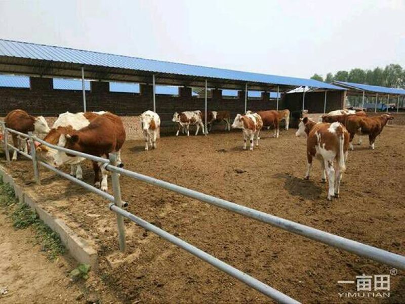 伏虎山肉牛养殖场常年出售良种肉牛！