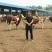 伏虎山肉牛养殖场常年出售良种肉牛!