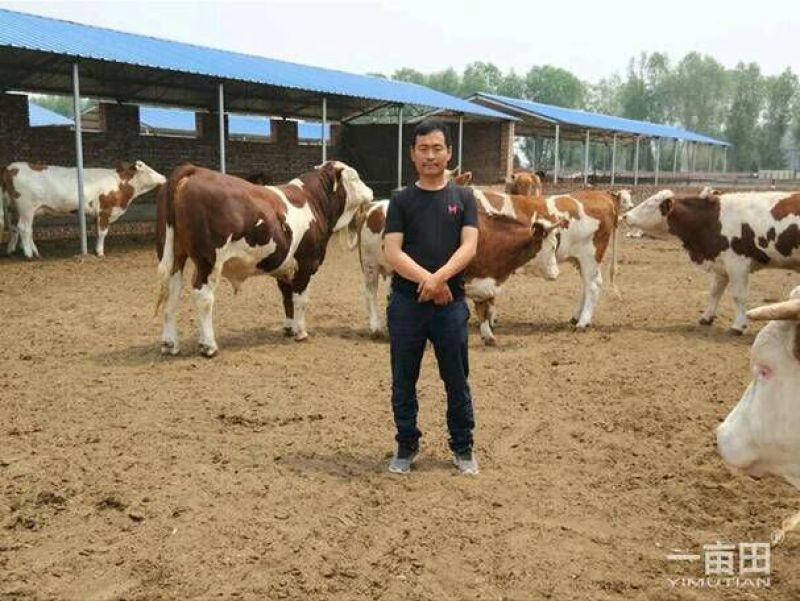 伏虎山肉牛养殖场常年出售良种肉牛！
