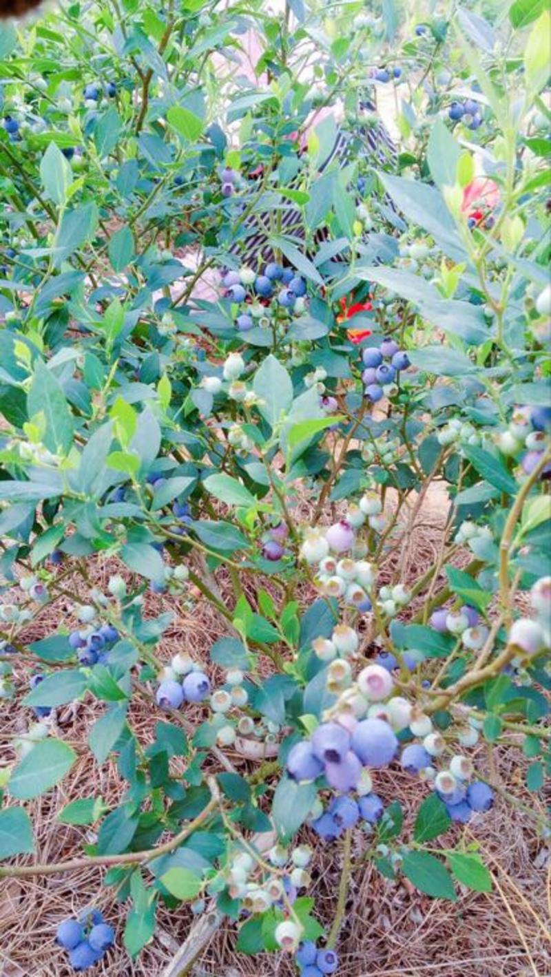 云南野生小蓝莓，蓝雨，脆甜，果香味浓郁，味道即好，非常好