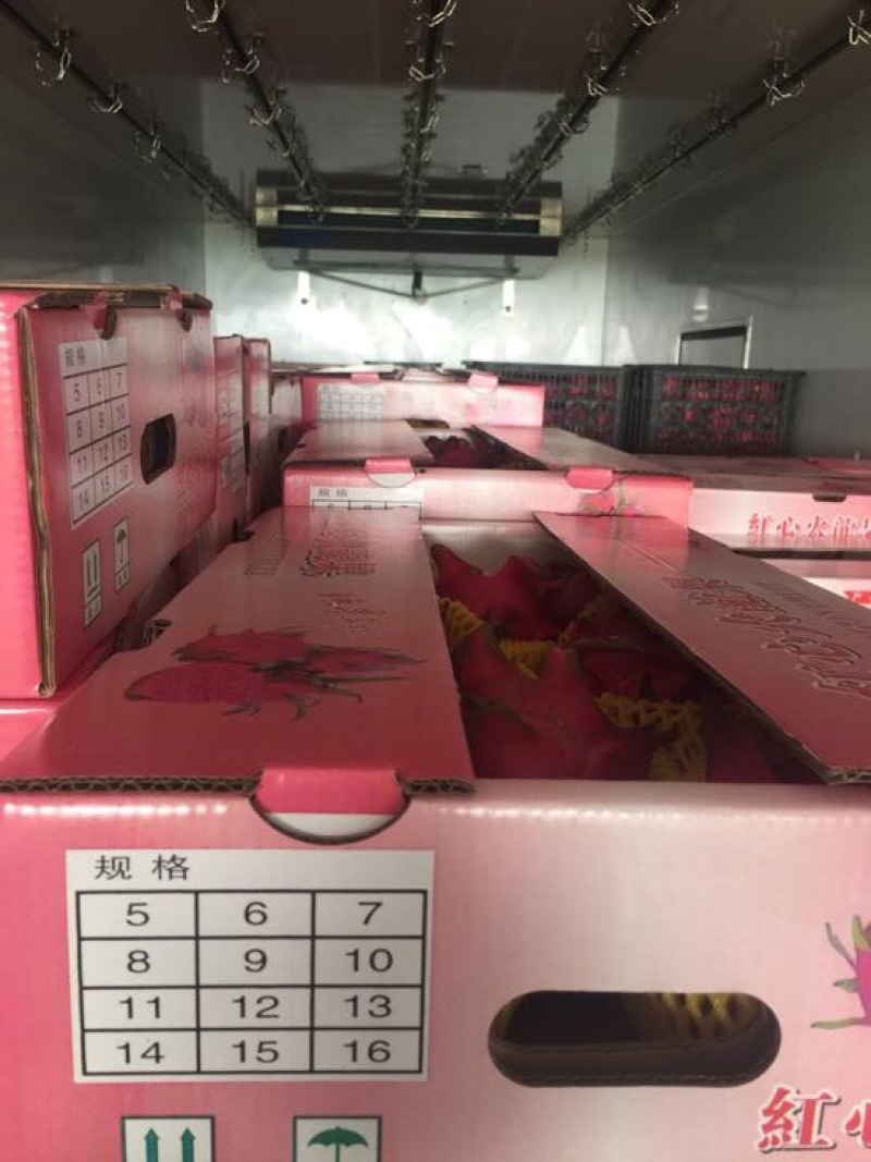 火龙果小（5两以下）