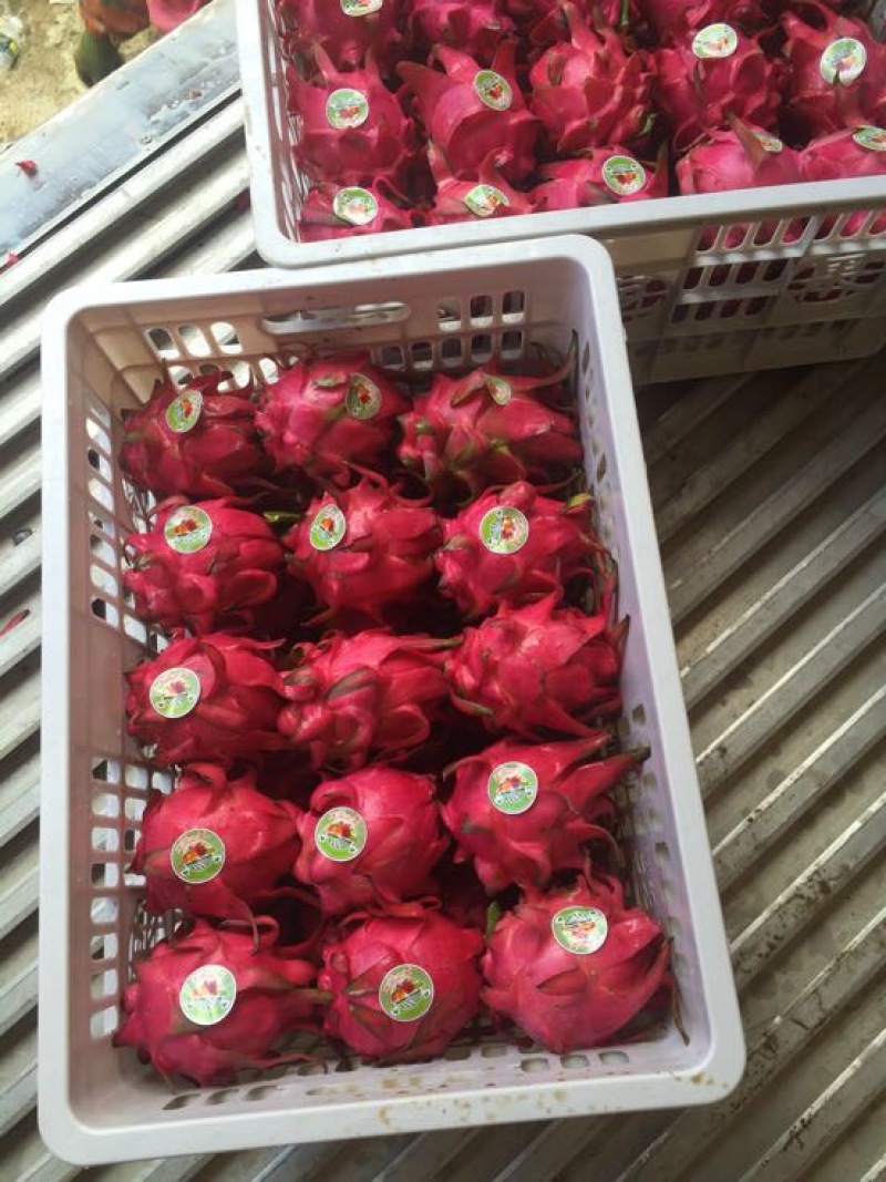 火龙果小（5两以下）