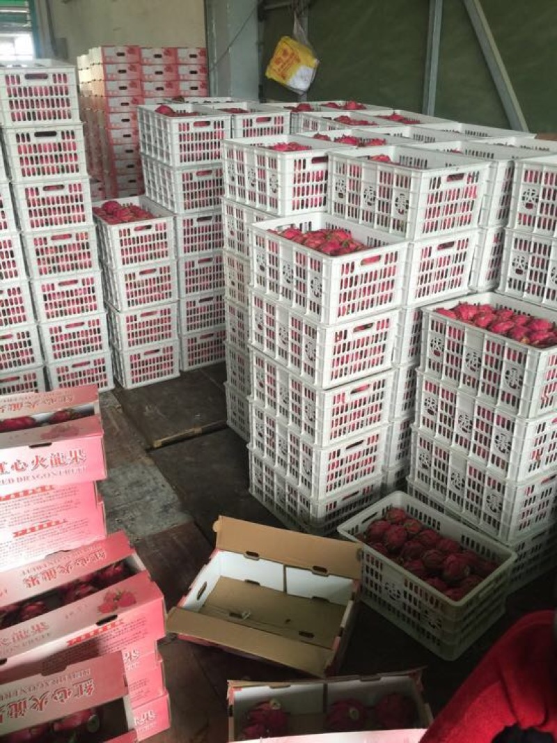 火龙果小（5两以下）