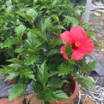 花卉盆景/扶桑花/量大从优/基地直发诚信经营