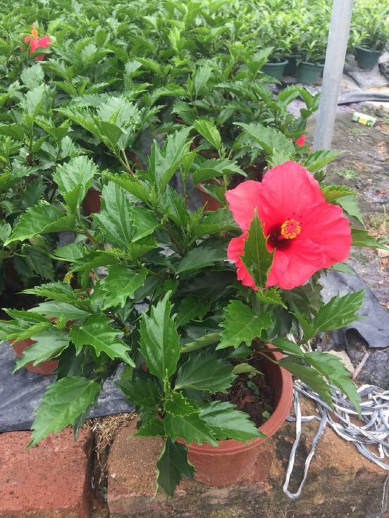 花卉盆景/扶桑花/量大从优/基地直发诚信经营