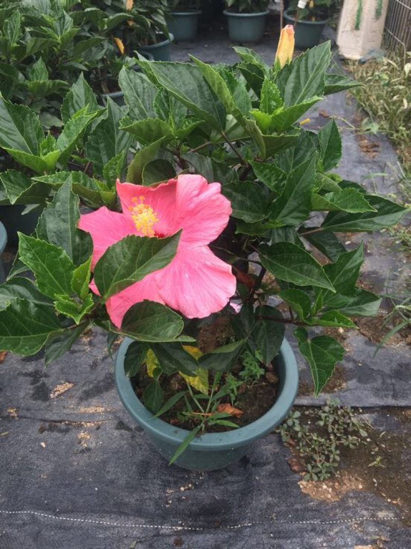 花卉盆景/扶桑花/量大从优/基地直发诚信经营