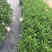 花卉盆景/扶桑花/量大从优/基地直发诚信经营