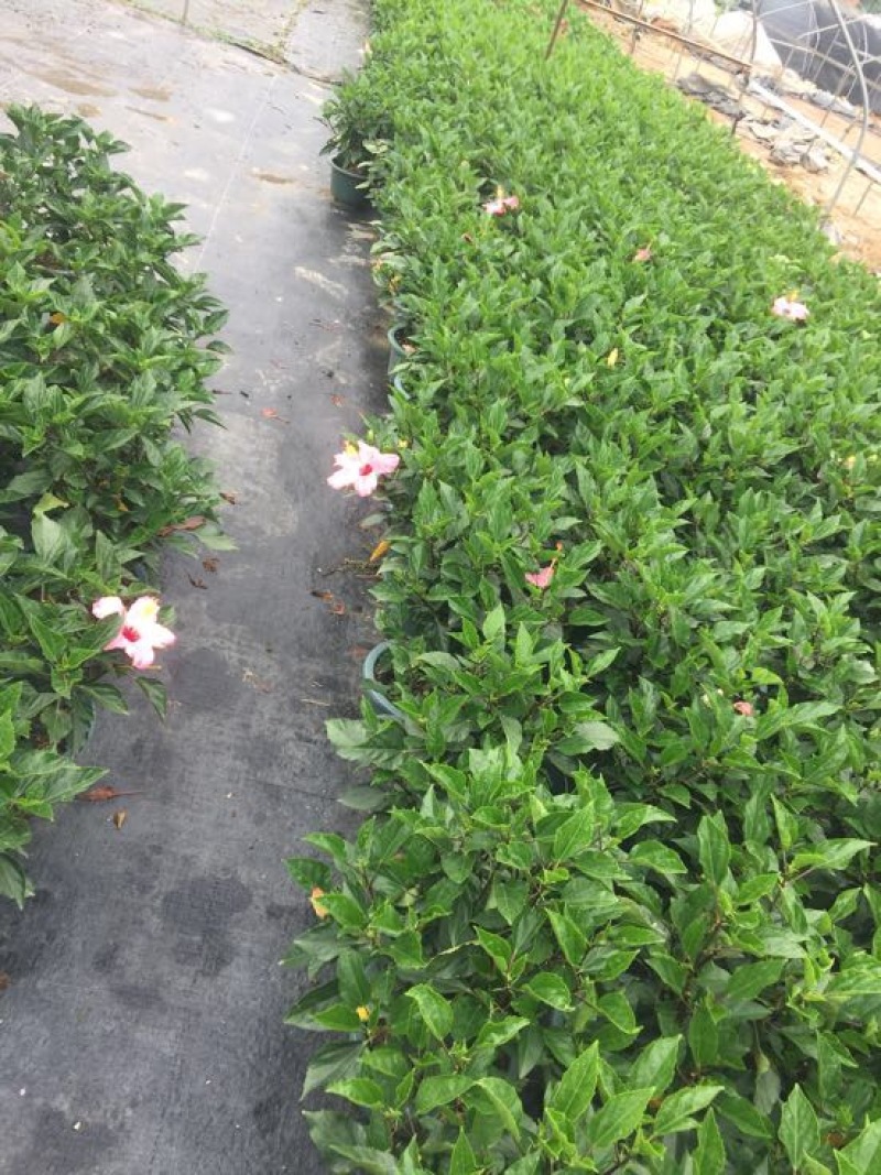 花卉盆景/扶桑花/量大从优/基地直发诚信经营