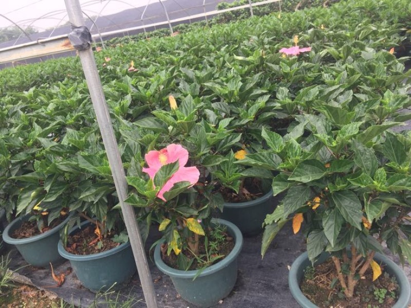 花卉盆景/扶桑花/量大从优/基地直发诚信经营