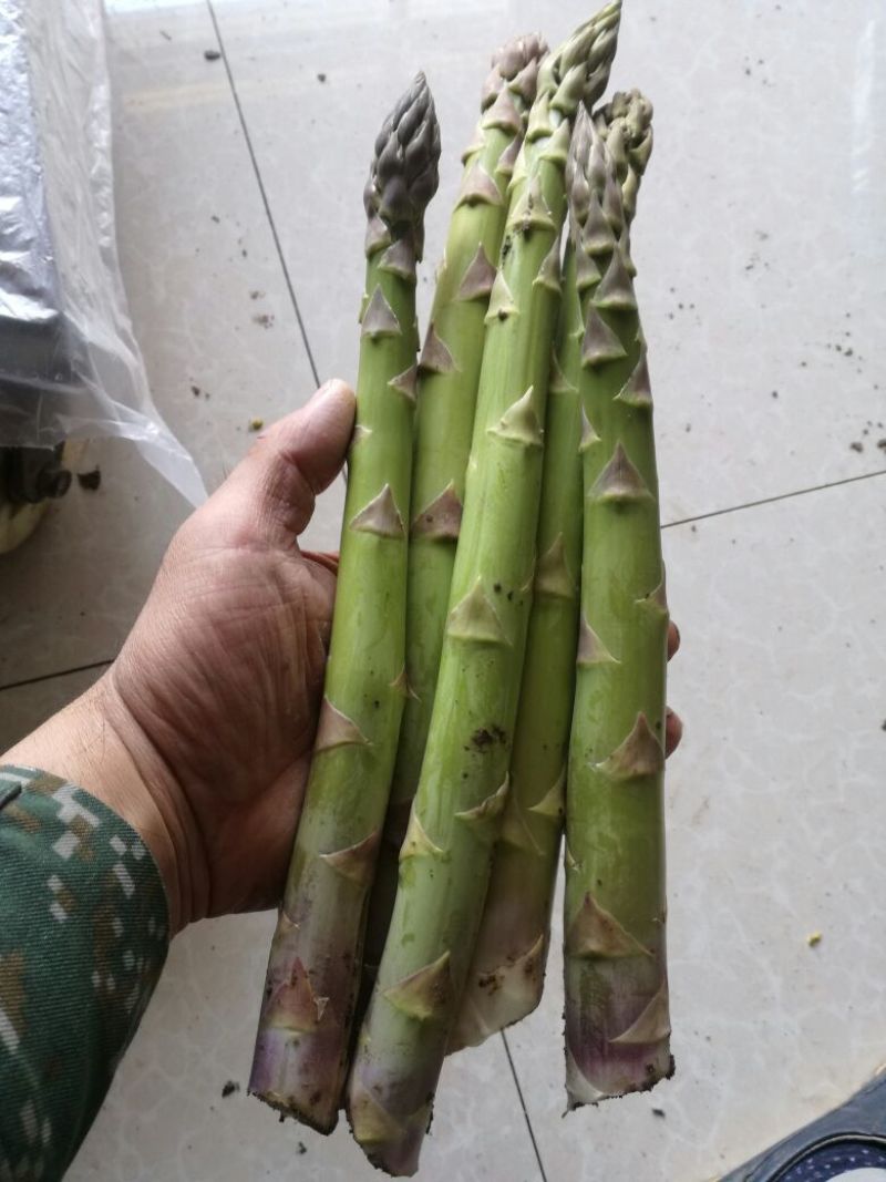 绿芦笋芦笋粉