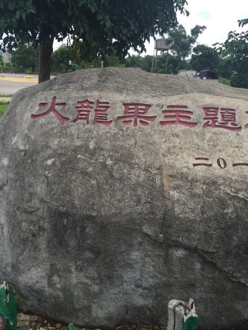 火龙果大（7两以上）