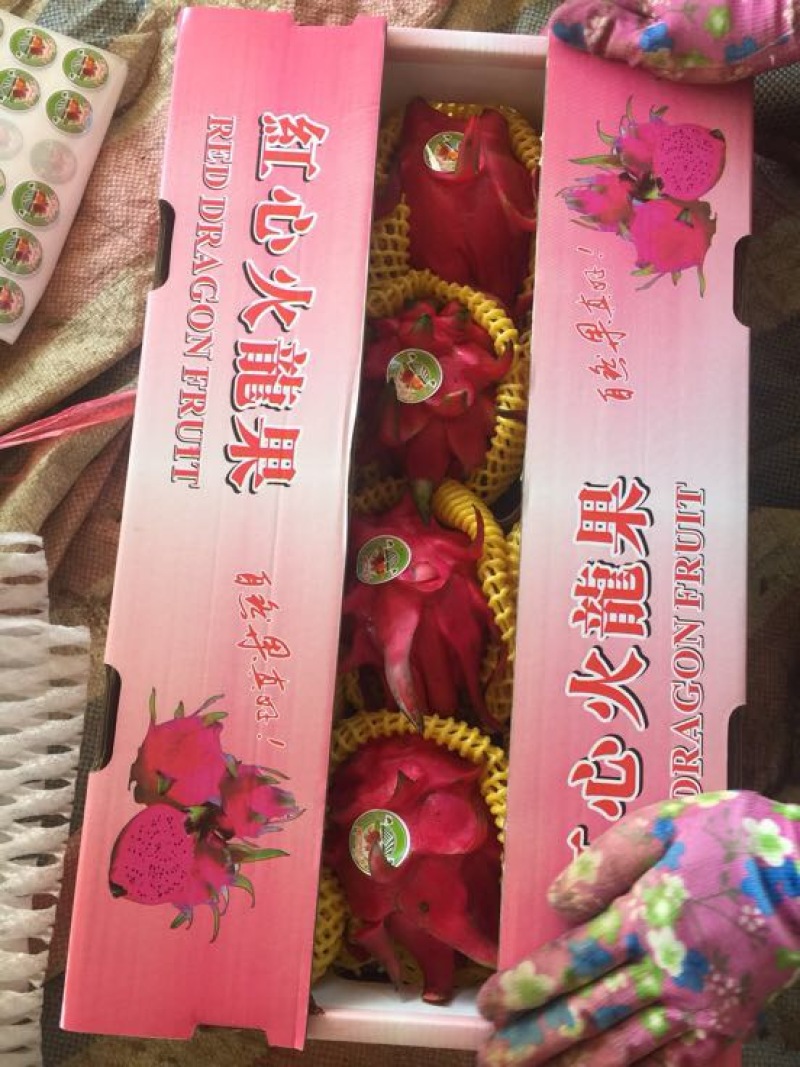 火龙果大（7两以上）