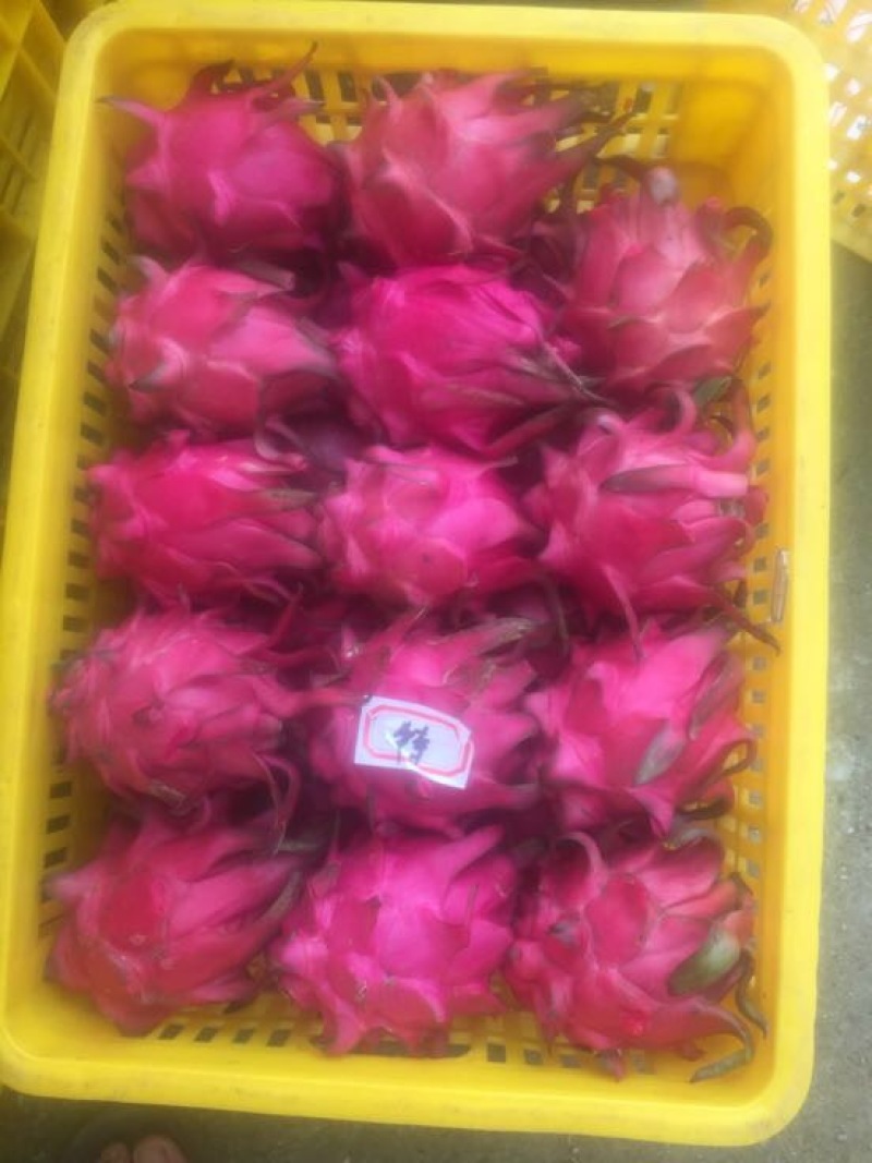 火龙果小（5两以下）