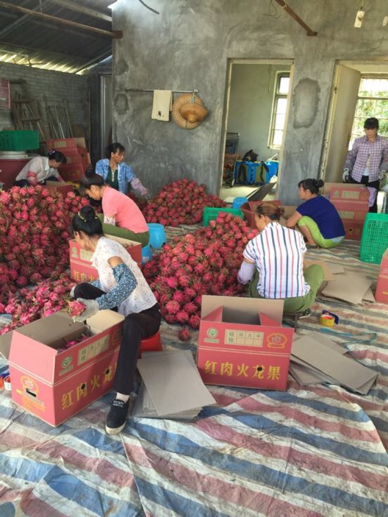 火龙果小（5两以下）