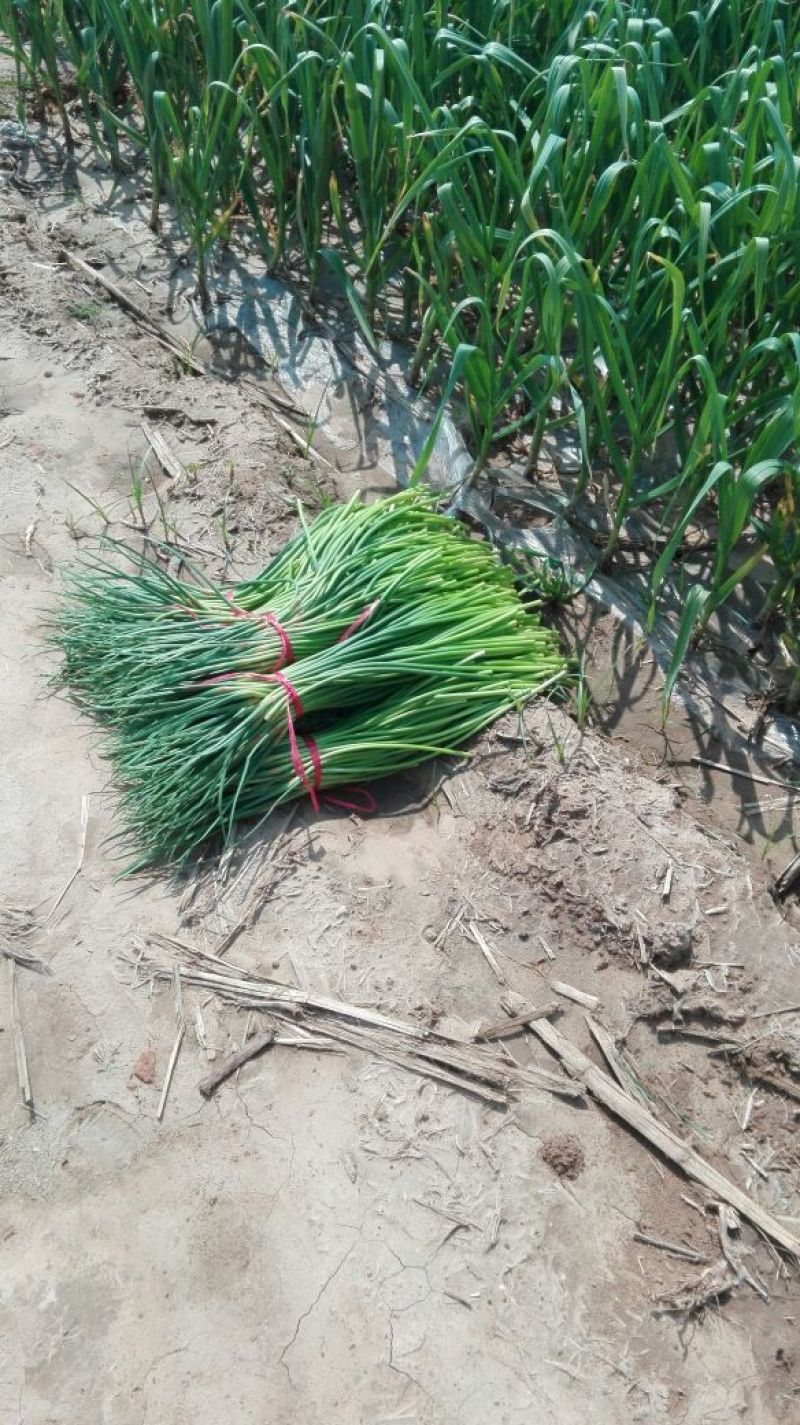 杂交蒜薹通货60~70cm