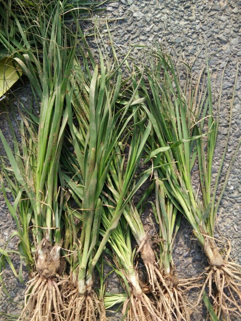 南沙参射干苗，知母秧，