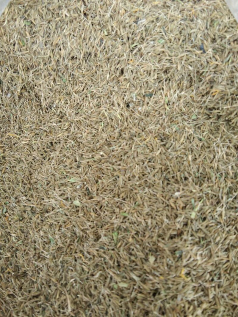 南沙参射干苗，知母秧，