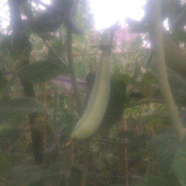 豌豆荚饱满5~6cm