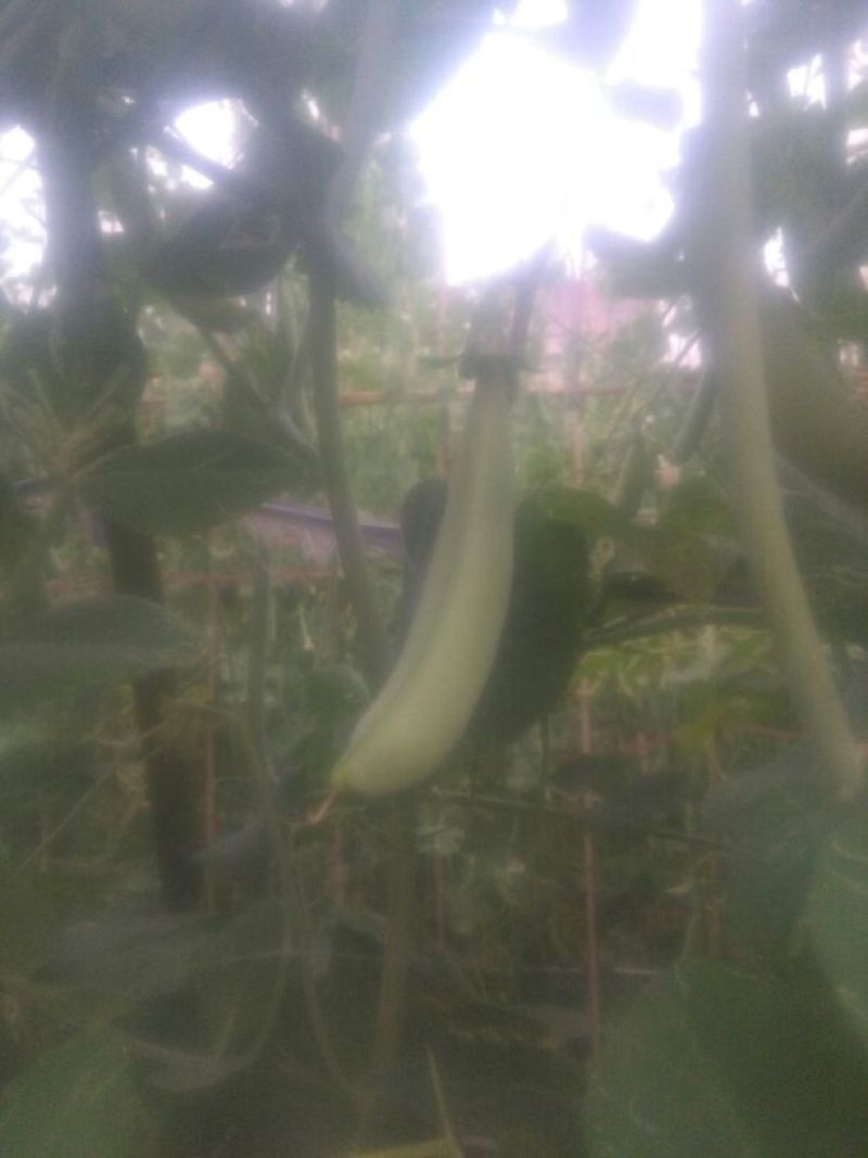 豌豆荚饱满5~6cm