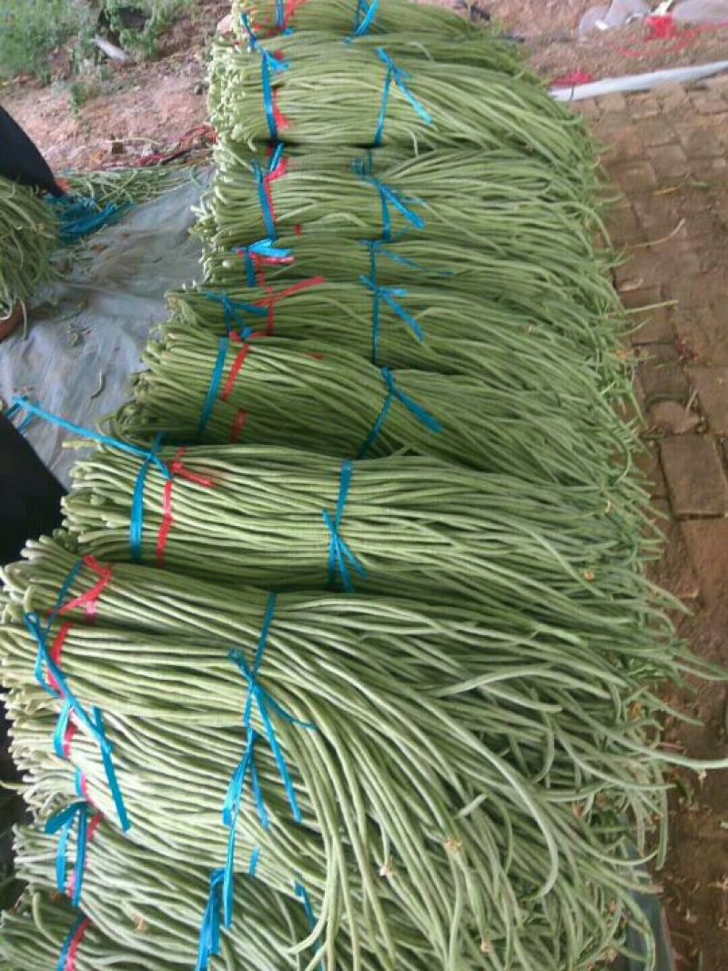 山东豆角聊城精品长豆角西葫芦圆茄无丝豆产地直发欢迎来电