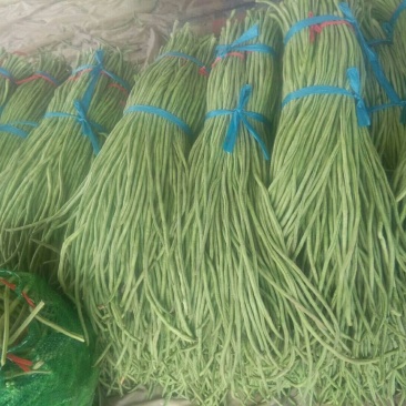 山东豆角聊城精品长豆角西葫芦圆茄无丝豆产地直发欢迎来电