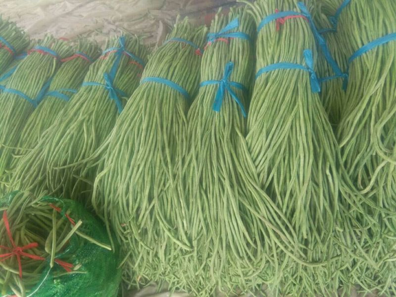 山东豆角聊城精品长豆角西葫芦圆茄无丝豆产地直发欢迎来电