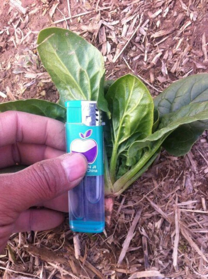 帝沃2号菠菜10~15厘米