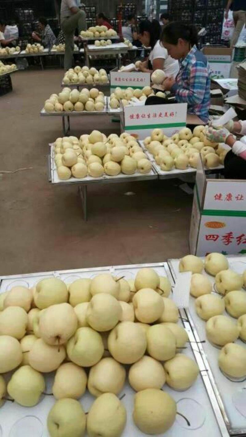 酥梨250~300g纸袋