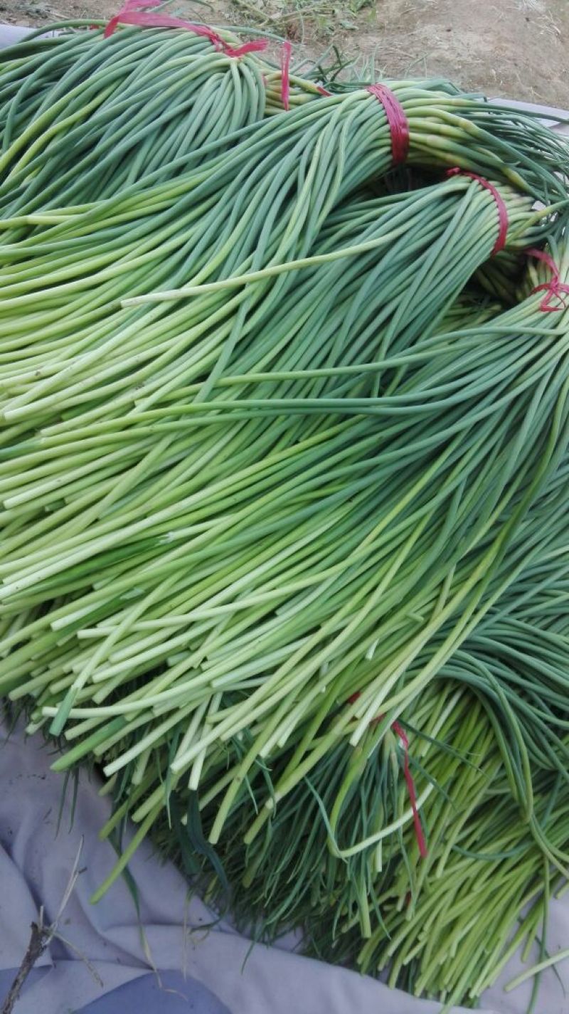 杂交蒜薹通货60~70cm