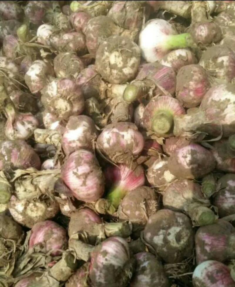 开封精品紫皮蒜，鲜蒜，带蒜接的，大量有货