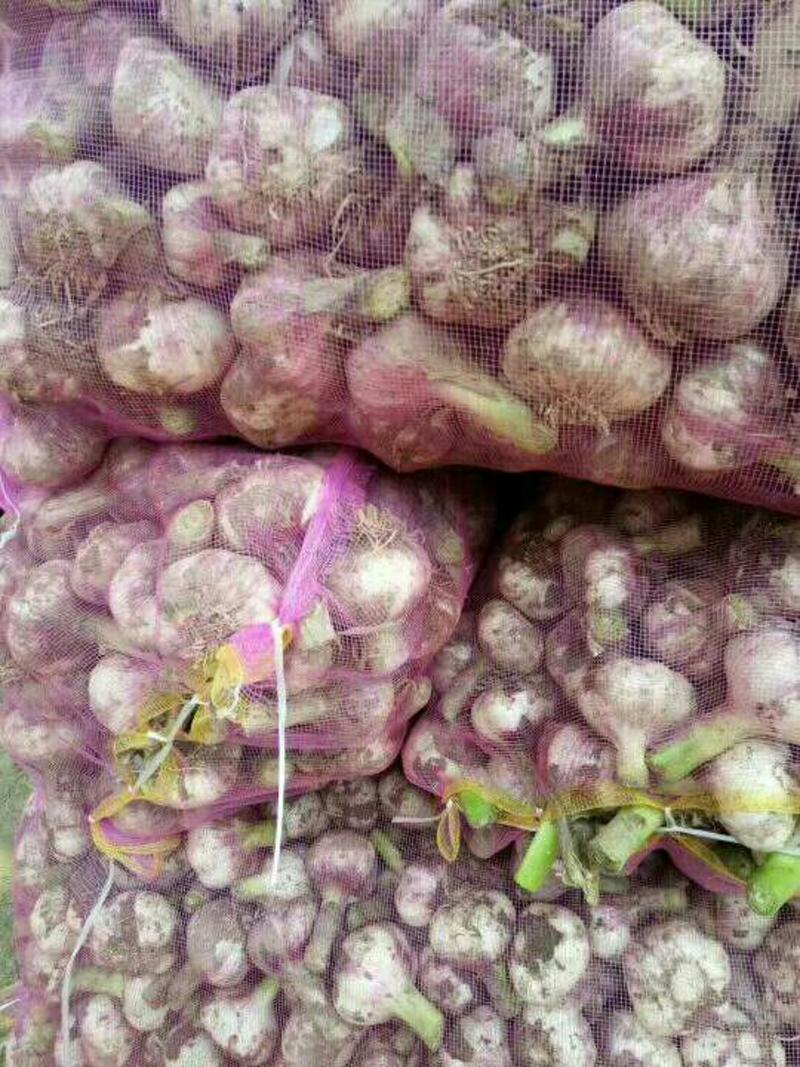 开封精品紫皮蒜，鲜蒜，带蒜接的，大量有货