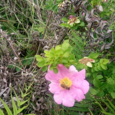 刺梨野生刺梨果