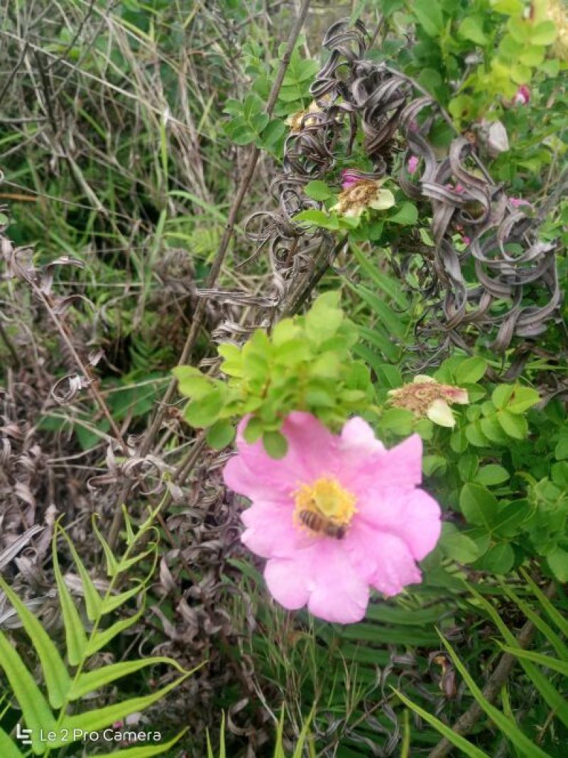 刺梨野生刺梨果
