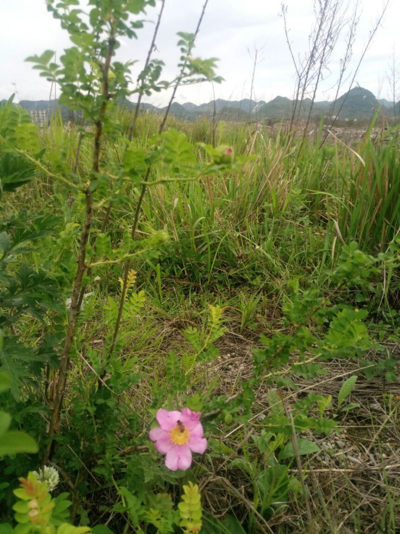 刺梨野生刺梨果