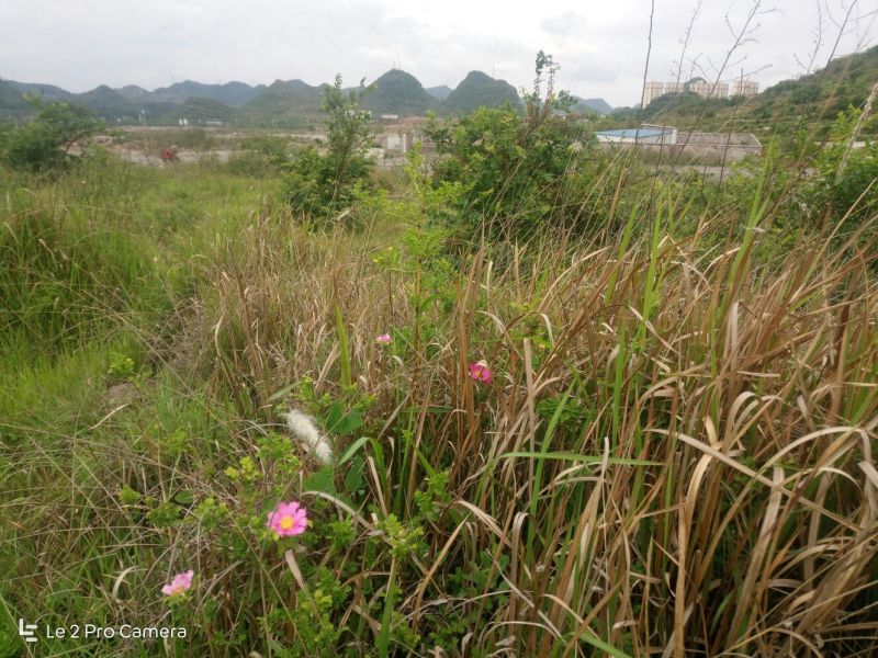 刺梨野生刺梨果