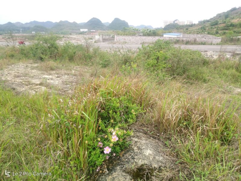 刺梨野生刺梨果