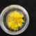 干菊花