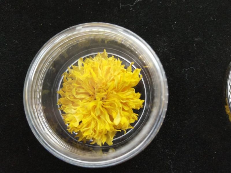 干菊花